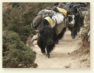 Яки на караванной тропе между Непалом и Тибетом.